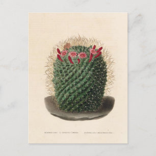 Cactus botanische illustratie uit 1841 briefkaart