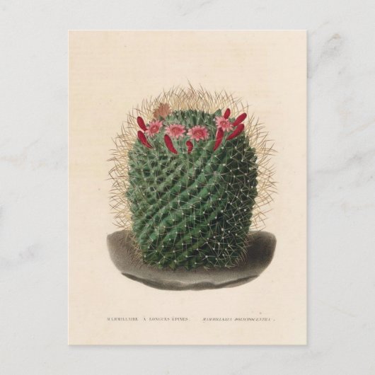 Cactus botanische illustratie uit 1841 briefkaart (Voorkant)