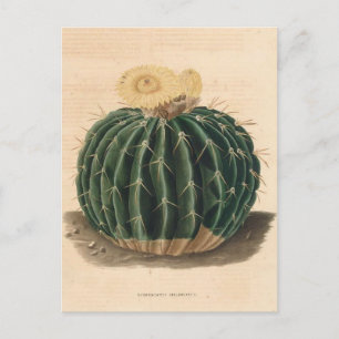 Cactus botanische illustratie uit 1841 briefkaart