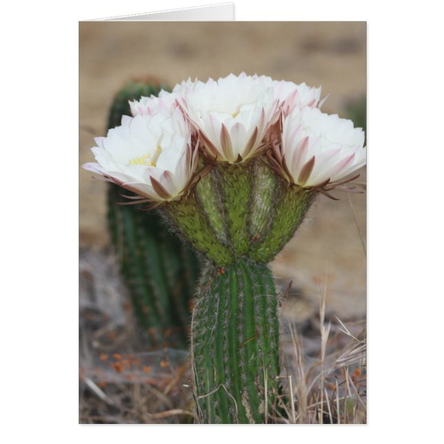 cactus bouquet (Voorkant)