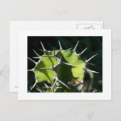 Cactus Briefkaart (Voorkant / Achterkant)