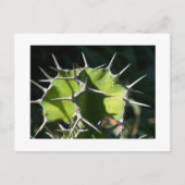 Cactus Briefkaart (Voorkant)