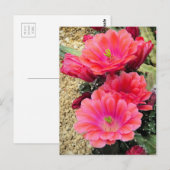 Cactus: Briefkaart (Voorkant / Achterkant)