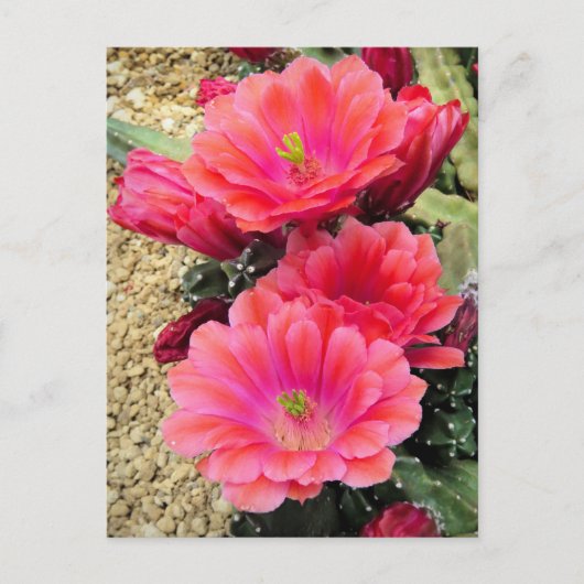 Cactus: Briefkaart (Voorkant)