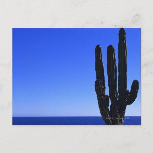 Cactus Briefkaart (Voorkant)