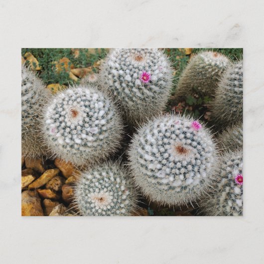 Cactus Briefkaart (Voorkant)
