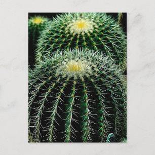 Cactus Briefkaart