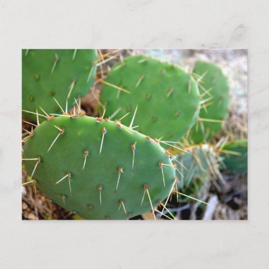 Cactus Briefkaart (Voorkant)
