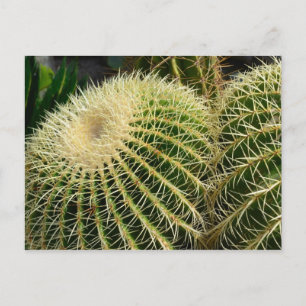 Cactus Briefkaart