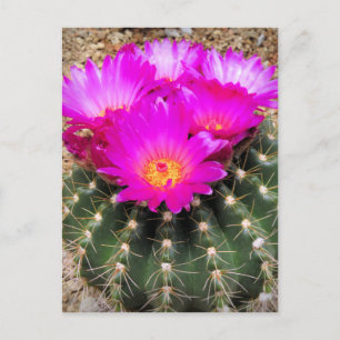 Cactus: Briefkaart