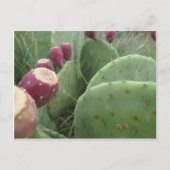 Cactus Briefkaart (Voorkant)