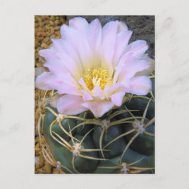Cactus:Briefkaart Briefkaart