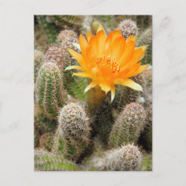 Cactus:Briefkaart Briefkaart
