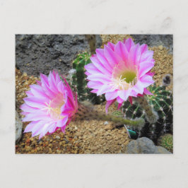 Cactus:Briefkaart Briefkaart