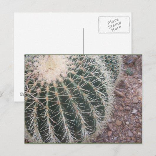 Cactus Briefkaarten (Voorkant / Achterkant)