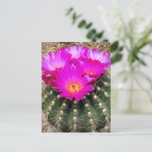 Cactus : Carte postale (Debout devant)