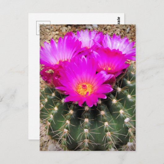 Cactus : Carte postale (Devant / Derrière)