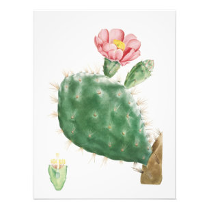 Cactus Cochenillifer, Antieke Illustratie, 1799 Foto Afdruk