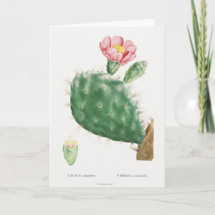 Cactus Cochenillifer, Antieke Illustratie, 1799  Kaart