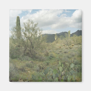 Cactus Coloring Desert Refkoelkast Magnet Magneet