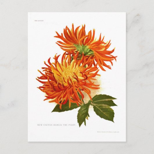 Cactus Dahlia Briefkaart (Voorkant)