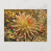 Cactus Dahlia Briefkaart (Voorkant)