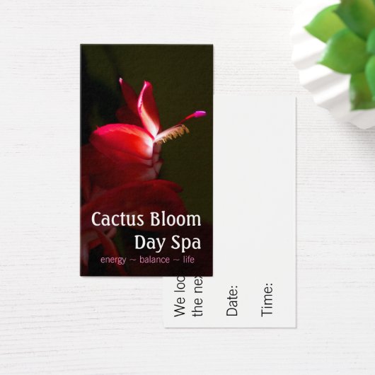 Cactus de Noël rose Fleur Photographie (Bureau)