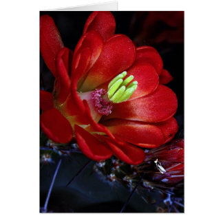 Cactus de tasse de Claret (Echinocereus triglochid