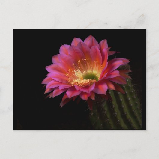 Cactus Delight Blooming Briefkaart (Voorkant)