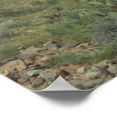 Cactus Desert Coloring Photo Art Print Poster (Coin)