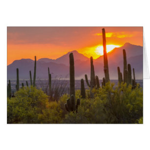 Cactus du désert au coucher du soleil, Arizona