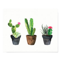 Cactus en Succulent Trio Two