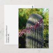 Cactus et fleurs Carte postale (Devant / Derrière)