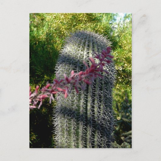 Cactus et fleurs Carte postale (Devant)