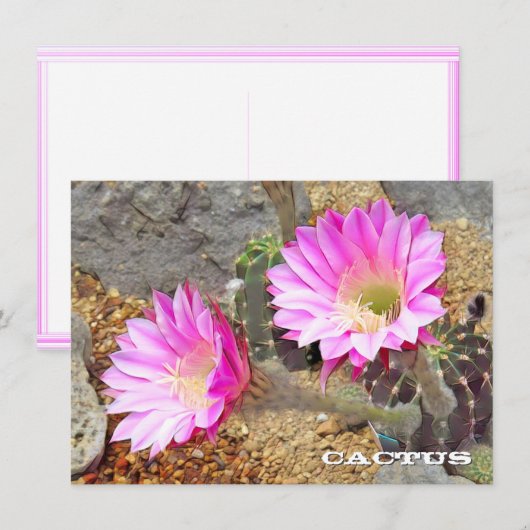Cactus: Flat Card (Voorkant / Achterkant)