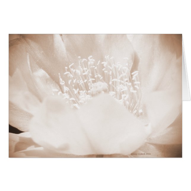 Cactus Flower (Voorkant Horizontaal)