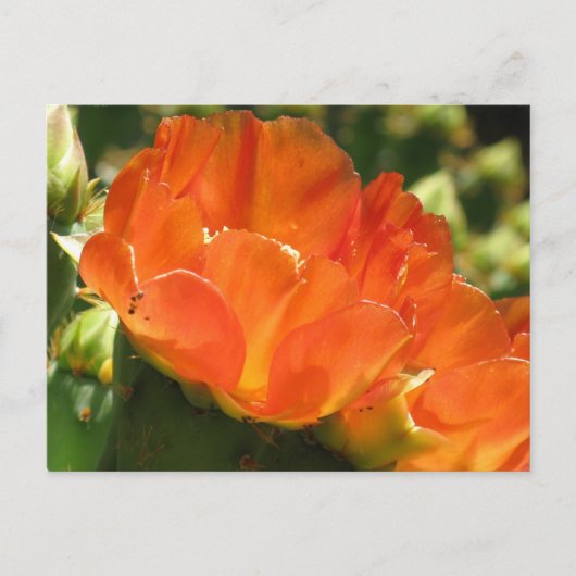 Cactus Flower Briefkaart (Voorkant)