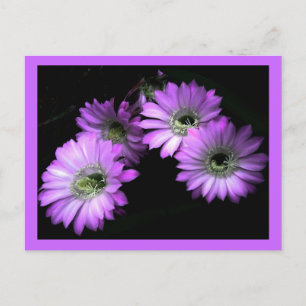 Cactus Flower Briefkaart