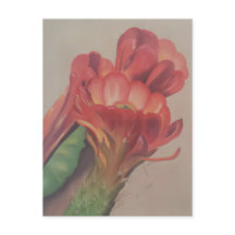 Cactus Flower Briefkaart