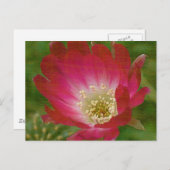 Cactus Flower Briefkaart (Voorkant / Achterkant)