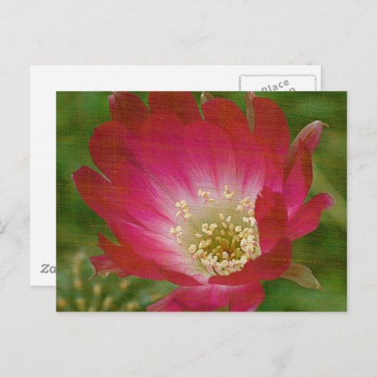 Cactus Flower Briefkaart (Voorkant / Achterkant)