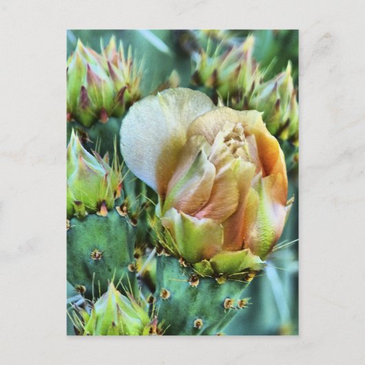 Cactus Flower Briefkaart (Voorkant)