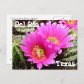 Cactus flower Del Rio Texas Carte postale (Devant / Derrière)