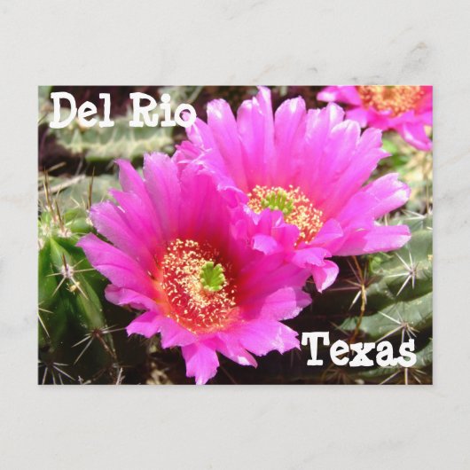 Cactus flower Del Rio Texas Carte postale (Devant)