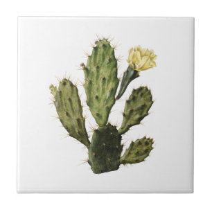 Cactus Flower Drawing Ceramic Tegel Tegeltje