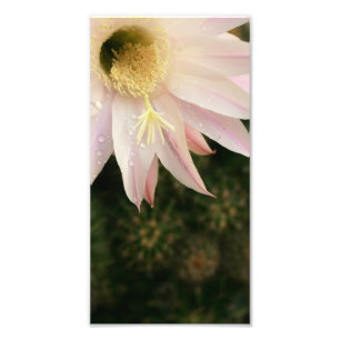 Cactus Flower Foto Afdruk