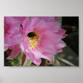 Cactus flower poster (Voorkant)