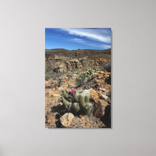 Cactus Flowering Canvas Afdruk (Voorkant)