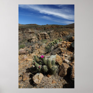 Cactus Flowering Poster