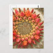 Cactus Flowers 016a Briefkaart (Voorkant / Achterkant)